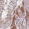 Transmembrane Protein 126A antibody, HPA046648, Atlas Antibodies, Immunohistochemistry paraffin image 