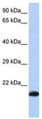 Glutathione Peroxidase 4 antibody, TA344322, Origene, Western Blot image 