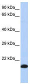 Phospholipid hydroperoxide glutathione peroxidase, mitochondrial antibody, TA344322, Origene, Western Blot image 