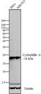 Peptidylprolyl Isomerase A antibody, 39-1100, Invitrogen Antibodies, Western Blot image 