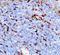Triggering Receptor Expressed On Myeloid Cells 1 antibody, LS-C312743, Lifespan Biosciences, Immunohistochemistry paraffin image 