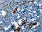Actin Alpha 2, Smooth Muscle antibody, CSB-PA125050, Cusabio, Immunohistochemistry paraffin image 