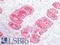RNA Exonuclease 2 antibody, LS-B16367, Lifespan Biosciences, Immunohistochemistry paraffin image 