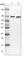 Pumilio RNA Binding Family Member 2 antibody, HPA030316, Atlas Antibodies, Western Blot image 