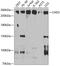 hZFH antibody, 23-968, ProSci, Western Blot image 