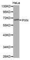 Paxillin antibody, abx002210, Abbexa, Western Blot image 