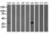 GRB2 Related Adaptor Protein 2 antibody, LS-C172778, Lifespan Biosciences, Western Blot image 