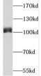 Thrombomodulin antibody, FNab08674, FineTest, Western Blot image 