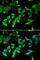 MutL Homolog 1 antibody, A0254, ABclonal Technology, Immunofluorescence image 