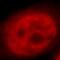 Retinoid X Receptor Alpha antibody, FNab07542, FineTest, Immunofluorescence image 