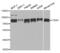 Chromobox 4 antibody, abx004752, Abbexa, Western Blot image 