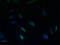 Sphingosine-1-Phosphate Receptor 1 antibody, LS-C370277, Lifespan Biosciences, Immunofluorescence image 