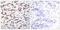 Mpf antibody, GTX50122, GeneTex, Immunohistochemistry paraffin image 