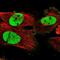 PDS5 Cohesin Associated Factor A antibody, NBP1-87904, Novus Biologicals, Immunofluorescence image 