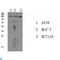 ATPase Na+/K+ Transporting Subunit Alpha 1 antibody, LS-C814196, Lifespan Biosciences, Western Blot image 