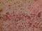 Glia Maturation Factor Beta antibody, A11087, Boster Biological Technology, Immunohistochemistry frozen image 