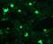 Toll Like Receptor 8 antibody, DDX0481A488-100, Novus Biologicals, Immunofluorescence image 