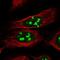 Coiled-Coil Domain Containing 137 antibody, NBP2-31033, Novus Biologicals, Immunofluorescence image 