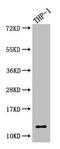 Cystatin A antibody, CSB-PA006099DA01HU, Cusabio, Western Blot image 