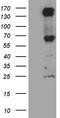 Roundabout homolog 4 antibody, TA811323, Origene, Western Blot image 