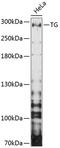 Thyroglobulin antibody, 14-109, ProSci, Western Blot image 