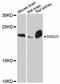 Ras-related protein Rab-25 antibody, abx126445, Abbexa, Western Blot image 