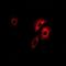 Propionyl-CoA Carboxylase Subunit Beta antibody, LS-B16060, Lifespan Biosciences, Immunofluorescence image 