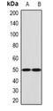 Ephrin B2 antibody, abx225154, Abbexa, Western Blot image 