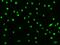 Death Inducer-Obliterator 1 antibody, 207090-T02, Sino Biological, Immunohistochemistry frozen image 