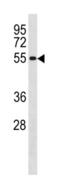 Cyclin B1 antibody, abx034752, Abbexa, Western Blot image 