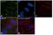 Paxillin antibody, MA1-24952, Invitrogen Antibodies, Immunofluorescence image 