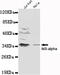 NFKB Inhibitor Alpha antibody, MBS475019, MyBioSource, Western Blot image 