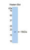 Claudin 3 antibody, LS-C293339, Lifespan Biosciences, Western Blot image 