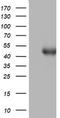 Spermatogenesis Associated 2 Like antibody, LS-C336535, Lifespan Biosciences, Western Blot image 