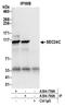 SEC24 Homolog C, COPII Coat Complex Component antibody, A304-759A, Bethyl Labs, Immunoprecipitation image 