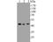 Nuclear Distribution C, Dynein Complex Regulator antibody, NBP2-80471, Novus Biologicals, Western Blot image 