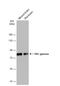 Protein Kinase C Gamma antibody, NBP1-32535, Novus Biologicals, Western Blot image 