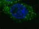 c-met antibody, F40181-0.4ML, NSJ Bioreagents, Immunofluorescence image 