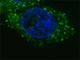 HGF/SF receptor antibody, F40181-0.4ML, NSJ Bioreagents, Immunofluorescence image 