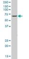 Negative Elongation Factor Complex Member B antibody, H00025920-B01P, Novus Biologicals, Western Blot image 