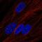 Leptin Receptor antibody, HPA030899, Atlas Antibodies, Immunocytochemistry image 