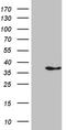 Interleukin 34 antibody, TA811734S, Origene, Western Blot image 