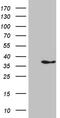 Interleukin 34 antibody, TA811734S, Origene, Western Blot image 