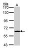 3'-Phosphoadenosine 5'-Phosphosulfate Synthase 2 antibody, PA5-29104, Invitrogen Antibodies, Western Blot image 