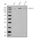 Rap Guanine Nucleotide Exchange Factor 2 antibody, A04621-1, Boster Biological Technology, Western Blot image 