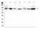 Semaphorin 3B antibody, A06559-1, Boster Biological Technology, Western Blot image 