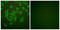 Cystatin A antibody, abx013196, Abbexa, Western Blot image 