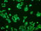 Mitogen-Activated Protein Kinase Kinase 1 antibody, GTX84168, GeneTex, Immunocytochemistry image 