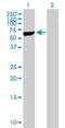 Serine/Threonine Kinase 40 antibody, H00083931-B01P, Novus Biologicals, Western Blot image 