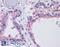 BDCA-2 antibody, 42-155, ProSci, Enzyme Linked Immunosorbent Assay image 